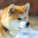 忠犬ハチ公